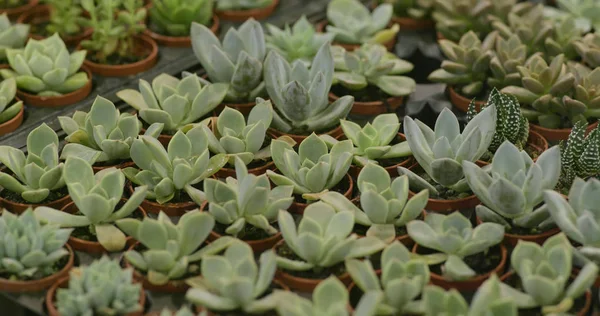 Green Succulent Plants Pots — Stock Photo, Image