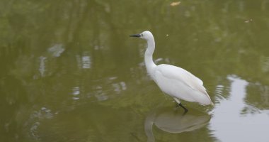 Gölde küçük ak balıkçıl yakın çekim