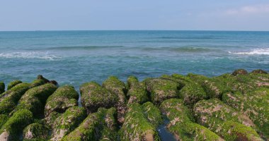 Güzel Laomei yeşil resif
