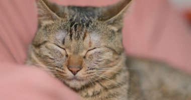 Uyuyan sevimli yerli kedi