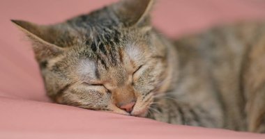 Yatakta uyuyan sevimli kedi