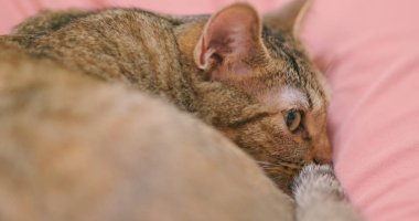 Kanepede uyuyan güzel yerli kedi
