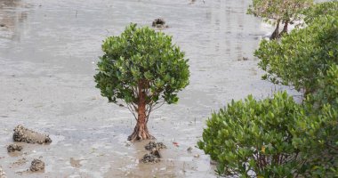 Yeşil mangrov orman deniz kenarında