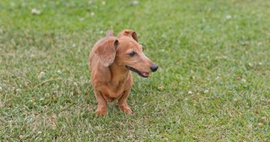 Dachshund köpek park açık
