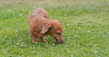 Çimen şehir parkında oynayan dişi Dachshund köpek