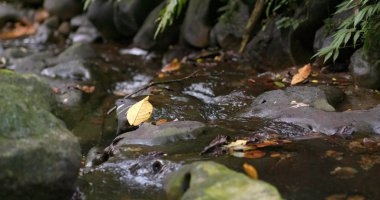 Güzel su akışı yine de göl birikintisi