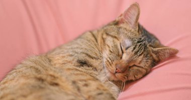 Kedi uyku evde kanepede