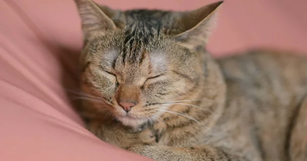 Adorable Gato Durmiendo Cerca —  Fotos de Stock