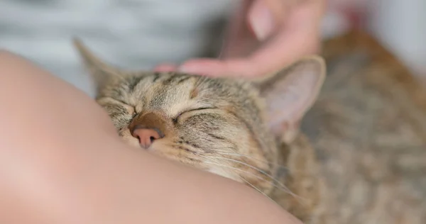 Propietario Mascotas Tocando Gato — Foto de Stock