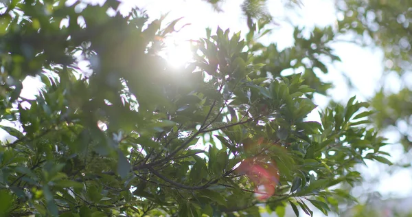 緑の植物と太陽フレア — ストック写真