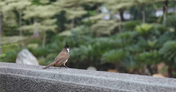 Pássaro Bulbul Whiskered Vermelho — Fotografia de Stock