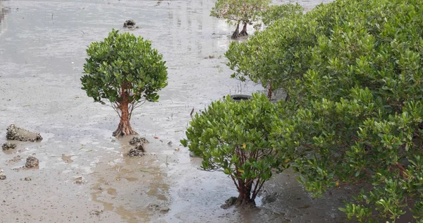 Green Mangrove forest near sea