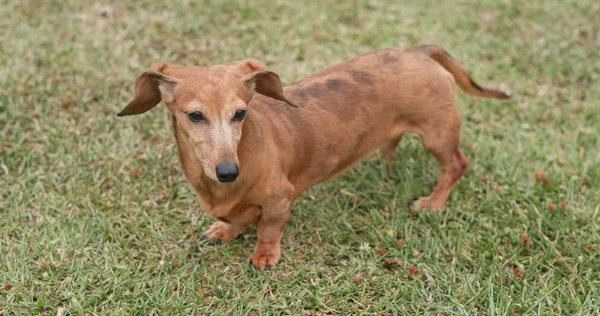 Dachshund Perro Parque Aire Libre —  Fotos de Stock