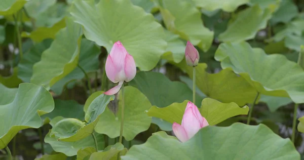 Flores Loto Rosa Estanque Agua — Foto de Stock