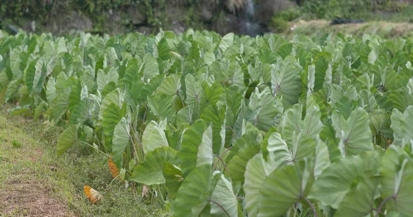 Taro Usine Verte Gros Plan — Photo