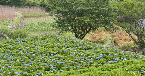 Hydrangea Květinová Pole Horách — Stock fotografie