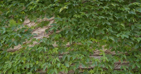 Rampant Arbre Végétal Sur Mur — Photo