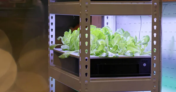 屋内で野菜の水耕栽培プランテーション — ストック写真