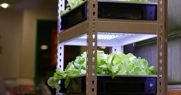 屋内で野菜の水耕栽培プランテーション — ストック写真