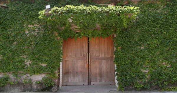 Creeper Plant Tree Wall Door — Stock Photo, Image