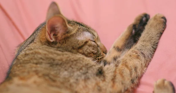 Kočka Sleep Gauči Doma — Stock fotografie