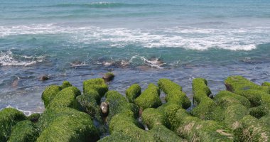 Okyanus güzel ve güneşli bir gün, Laomei yeşil resif Taipei, Tayvan dalga
