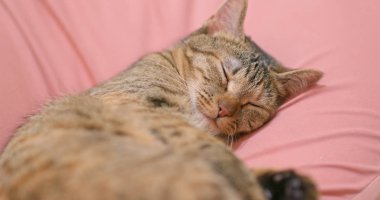 Güzel kedi uyku kanepede