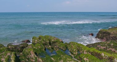 Laomei güzel yeşil Reef