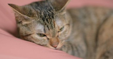 Sevimli kedi uyumak yakın çekim