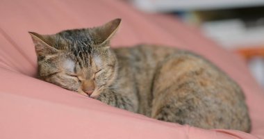 Uyuyan sevimli yerli kedi