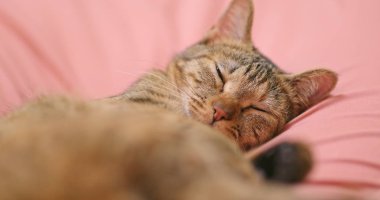 Kedi Kanepede uyumak yakın çekim