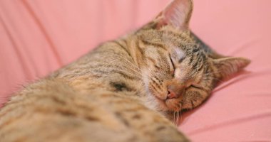 Kedi uyku ve koltukta yalan