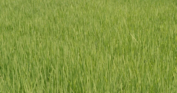 Färsk Ris Risfält Taiwan Yilan — Stockfoto