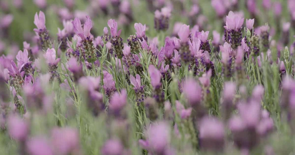 Flores Lavanda Roxa Jardim — Fotografia de Stock