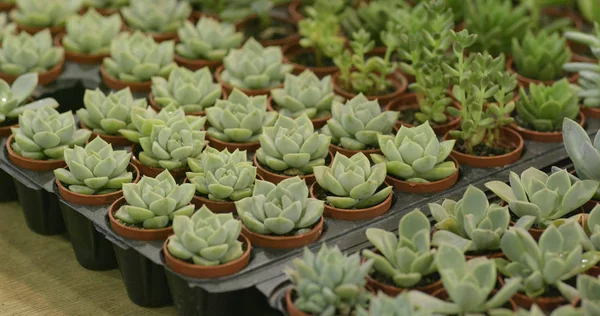 Plantas Verdes Suculentas Vasos — Fotografia de Stock