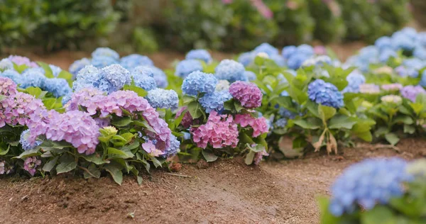 Hydrangea Цветочный Сад Горах — стоковое фото