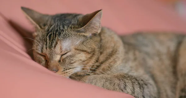 Adorable Precioso Gato Durmiendo —  Fotos de Stock