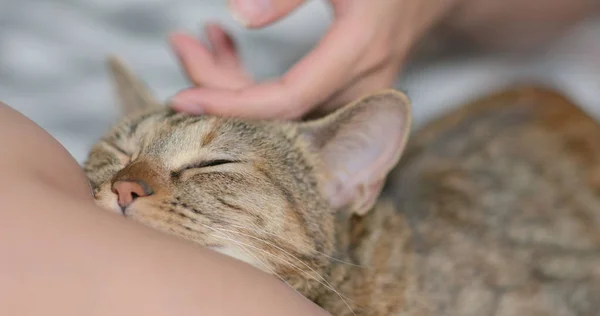 Propietario Mascotas Toque Gato — Foto de Stock