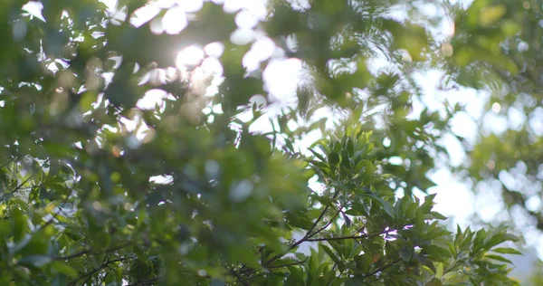 绿色植物与太阳耀斑 — 图库照片