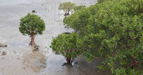 Yeşil mangrov orman deniz kenarında