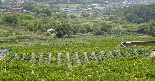 Hydrangea Campo Flores Las Montañas — Foto de Stock