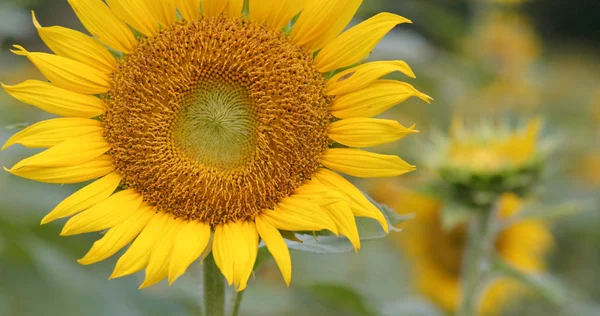 Hermosa Granja Girasol Cerca — Foto de Stock