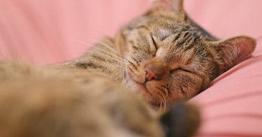 Kanepede uyuyan güzel yerli kedi
