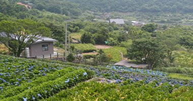 Ortanca çiçek alan dağlarda