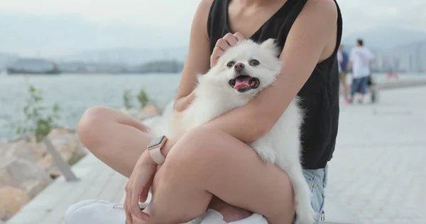 Cão Bonito Pomerânia Com Dono Animal Estimação — Fotografia de Stock