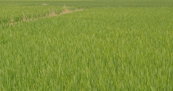 Fresh Paddy rice field and road in Taiwan, Yilan
