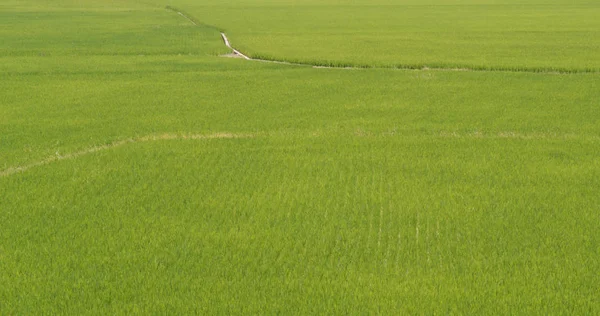 Fresh Paddy Rice Field — Stock Photo, Image