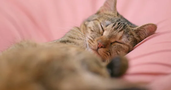 Gato Dormir Sofá Casa — Foto de Stock