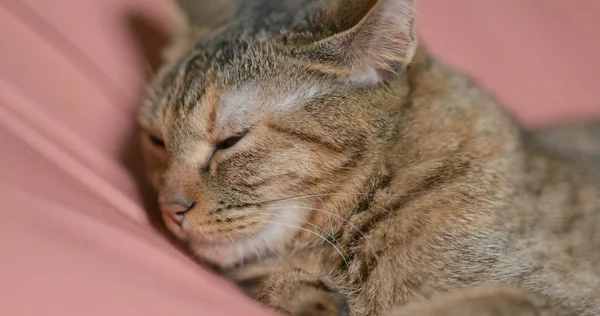 Precioso Gato Durmiendo Cama —  Fotos de Stock