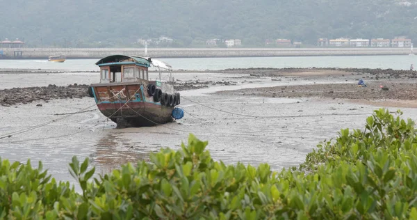 Groene Mangrove Bos Buurt Van Zee — Stockfoto